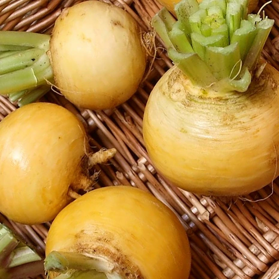 Roots Plants All Vegetable Plants 10 Autumn 'Golden Ball' Turnip 3 Roots Plants All Vegetable Plants 10 Autumn 'Golden Ball' Turnip