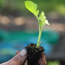 Roots Plants All Vegetable Plants 10 Autumn 'Golden Ball' Turnip
