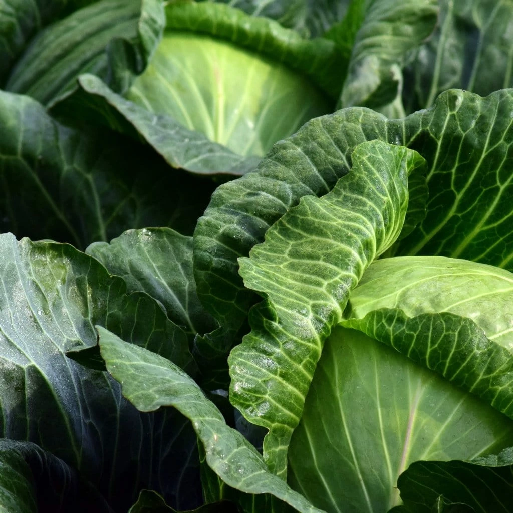 Roots Plants Brassicas & Leafy Greens 10 'Wintergreen' Cabbage 4 Roots Plants Brassicas & Leafy Greens 10 'Wintergreen' Cabbage