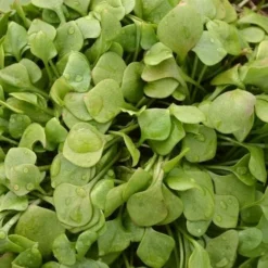 Roots Plants 10 Winter Purslane