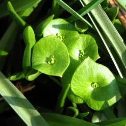 Roots Plants 10 Winter Purslane
