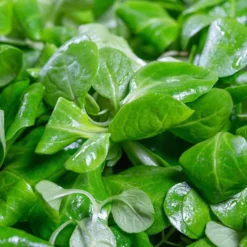 Roots Plants 10 Winter Purslane