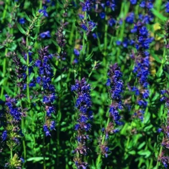 Roots Plants All Vegetable Plants 3 Autumn Hyssop