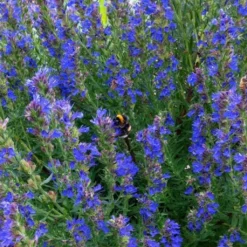 Roots Plants All Vegetable Plants 3 Autumn Hyssop