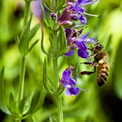 Roots Plants All Vegetable Plants 3 Autumn Hyssop