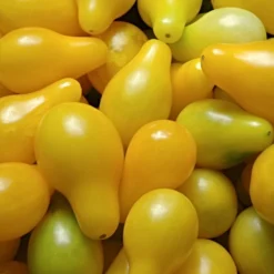 Roots Plants 5 Organic 'Yellow Pear' Tomato Plants