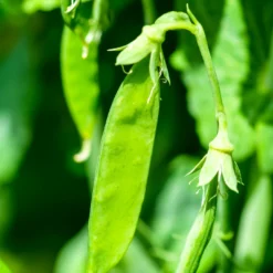 Roots Plants 10 Organic 'Carouby De Mausasane' Mangetout Pea Plants