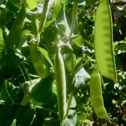 Roots Plants 10 Organic 'Carouby De Mausasane' Mangetout Pea Plants 10 Roots Plants 10 Organic 'Carouby De Mausasane' Mangetout Pea Plants