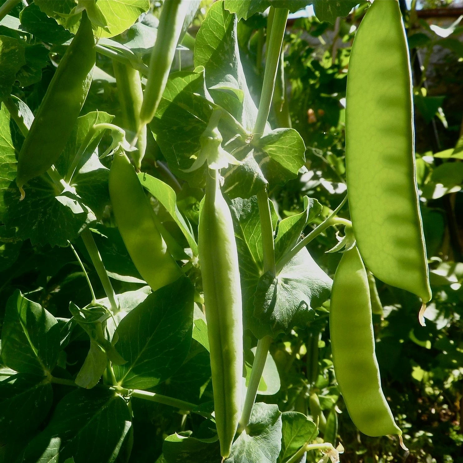 Roots Plants 10 Organic 'Carouby De Mausasane' Mangetout Pea Plants 5 Roots Plants 10 Organic 'Carouby De Mausasane' Mangetout Pea Plants