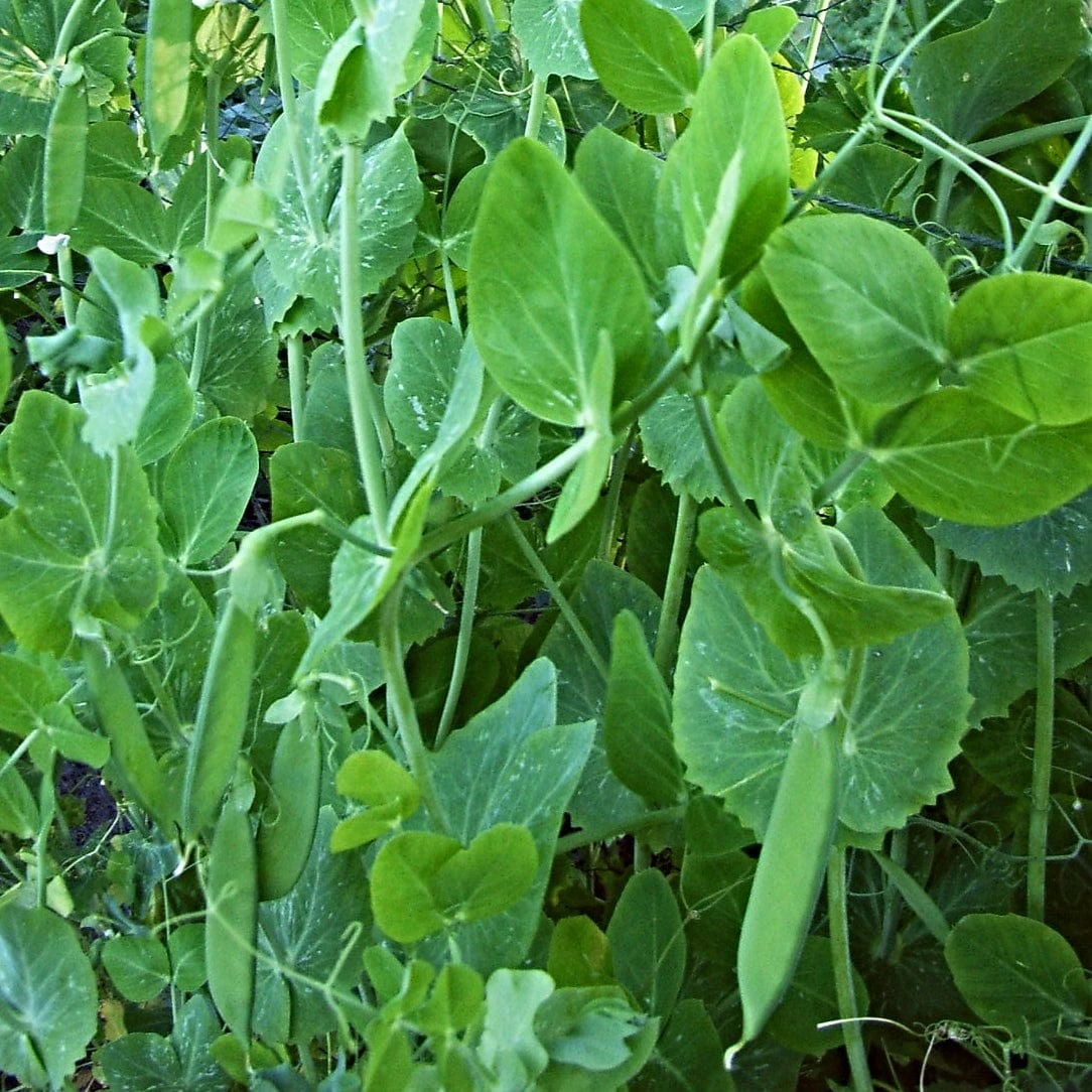 Roots Plants 10 Organic 'Carouby De Mausasane' Mangetout Pea Plants 6 Roots Plants 10 Organic 'Carouby De Mausasane' Mangetout Pea Plants