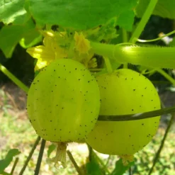 Roots Plants 3 Organic 'Crystal Lemon' Cucumber Plants Cucumbers
