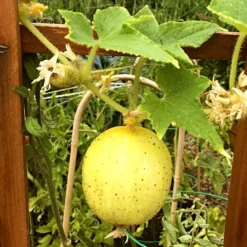 Roots Plants 3 Organic 'Crystal Lemon' Cucumber Plants Cucumbers