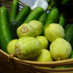 Roots Plants 3 Organic 'Crystal Lemon' Cucumber Plants Cucumbers