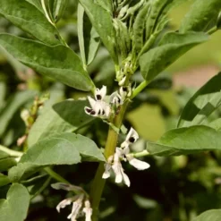 Roots Plants 10 Organic 'Aquadulce Claudia' Broad Bean Plants Peas & Beans