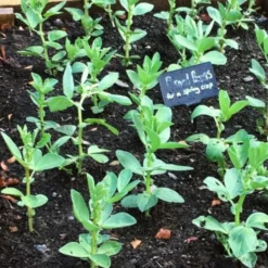 Roots Plants 10 Organic 'Aquadulce Claudia' Broad Bean Plants Peas & Beans