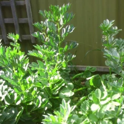 Roots Plants 10 Organic 'Aquadulce Claudia' Broad Bean Plants Peas & Beans