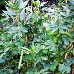 Roots Plants 10 Organic 'Aquadulce Claudia' Broad Bean Plants Peas & Beans