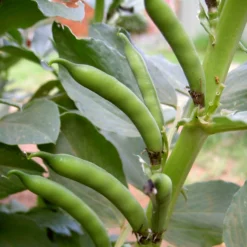 Roots Plants 10 Organic 'Aquadulce Claudia' Broad Bean Plants Peas & Beans