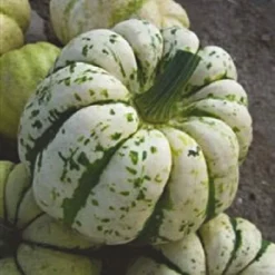 Roots Plants 3 Organic 'Sweet Dumpling' Winter Squash Plants