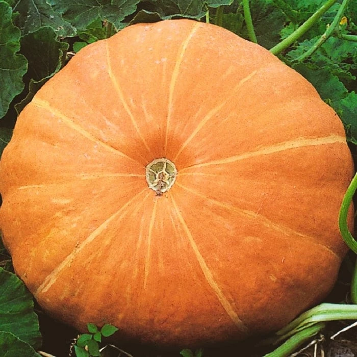 Roots Plants 10 Organic 'Giant Prague' Celeriac Plants 7 Roots Plants 10 Organic 'Giant Prague' Celeriac Plants