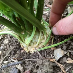 Roots Plants 10 Organic 'Giant Prague' Celeriac Plants 15 Roots Plants 10 Organic 'Giant Prague' Celeriac Plants