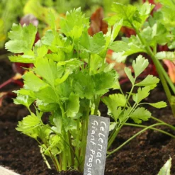 Roots Plants 10 Organic 'Giant Prague' Celeriac Plants 14 Roots Plants 10 Organic 'Giant Prague' Celeriac Plants