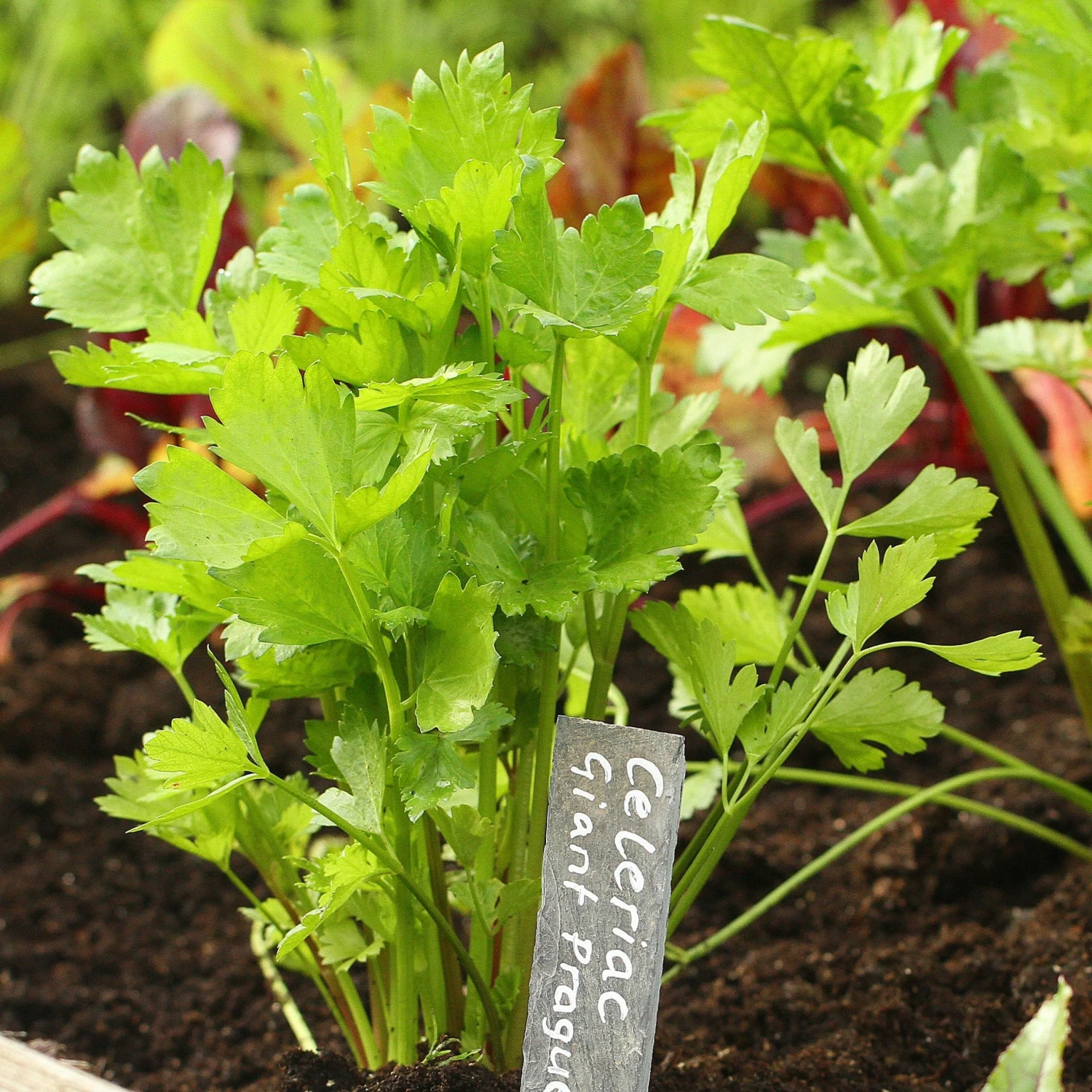 Roots Plants 10 Organic 'Giant Prague' Celeriac Plants 5 Roots Plants 10 Organic 'Giant Prague' Celeriac Plants