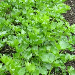 Roots Plants 10 Organic 'Giant Prague' Celeriac Plants