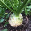 Roots Plants 10 Organic 'Giant Prague' Celeriac Plants