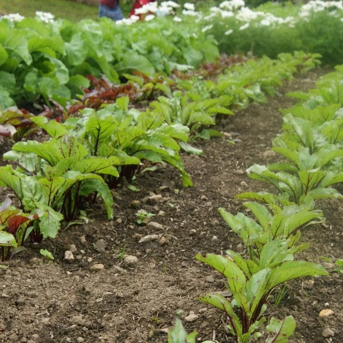 Roots Plants All Vegetable Plants 10 Organic 'Red Veined' Sorrel Plants 5 Roots Plants All Vegetable Plants 10 Organic 'Red Veined' Sorrel Plants