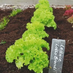 Roots Plants 10 Organic 'Lollo Biondi' Lettuce Plants