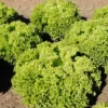 Roots Plants 10 Organic 'Lollo Biondi' Lettuce Plants