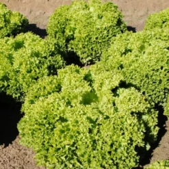 Roots Plants 10 Organic 'Lollo Biondi' Lettuce Plants