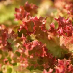Roots Plants 10 Organic 'Lollo Rossa' Lettuce Plants