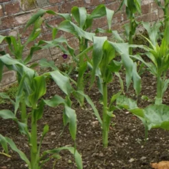 Roots Plants 10 Organic 'Minipop' Baby Sweetcorn Plants All Vegetable Plants