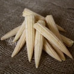 Roots Plants 10 Organic 'Minipop' Baby Sweetcorn Plants All Vegetable Plants