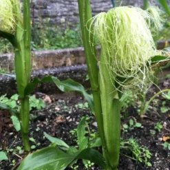 Roots Plants 10 Organic 'Minipop' Baby Sweetcorn Plants All Vegetable Plants
