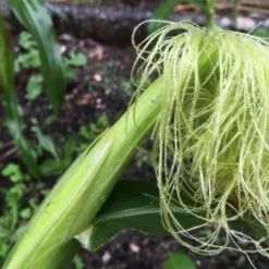Roots Plants 10 Organic 'Minipop' Baby Sweetcorn Plants All Vegetable Plants