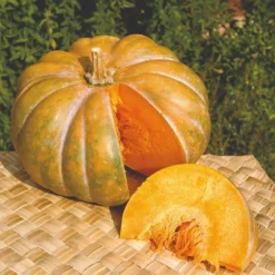 Roots Plants Root Vegetables 3 Organic 'Musquee De Provence' Winter Squash Plants