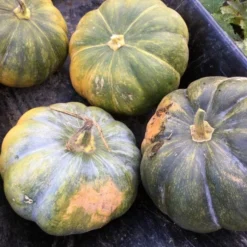 Roots Plants Root Vegetables 3 Organic 'Musquee De Provence' Winter Squash Plants