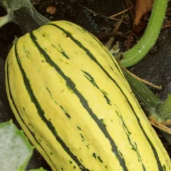 Roots Plants 3 Organic 'Cornells Bush Delicata' Winter Squash Plants 16 Roots Plants 3 Organic 'Cornells Bush Delicata' Winter Squash Plants