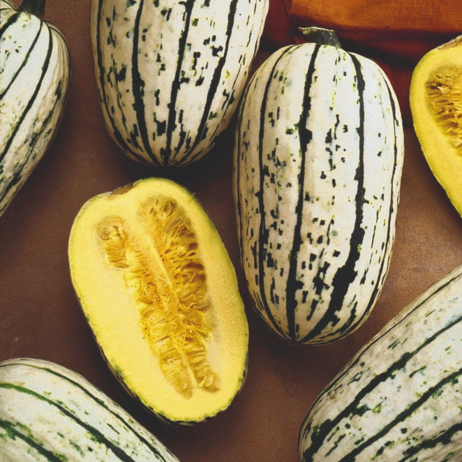 Roots Plants 3 Organic 'Cornells Bush Delicata' Winter Squash Plants 6 Roots Plants 3 Organic 'Cornells Bush Delicata' Winter Squash Plants