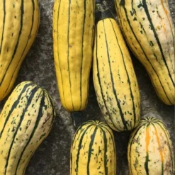 Roots Plants 3 Organic 'Cornells Bush Delicata' Winter Squash Plants 14 Roots Plants 3 Organic 'Cornells Bush Delicata' Winter Squash Plants