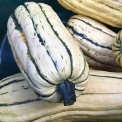 Roots Plants 3 Organic 'Cornells Bush Delicata' Winter Squash Plants