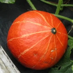 Roots Plants 3 Organic 'Uchiki Kuri' Winter Squash Plants Root Vegetables