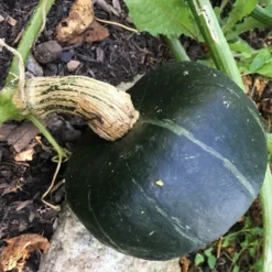 Roots Plants 3 Organic 'Honey Bear' Winter Squash Plants