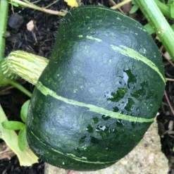 Roots Plants 3 Organic 'Honey Bear' Winter Squash Plants