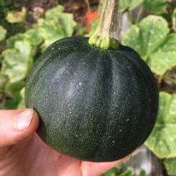 Roots Plants 3 Organic 'Honey Bear' Winter Squash Plants