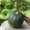 Roots Plants 3 Organic 'Honey Bear' Winter Squash Plants