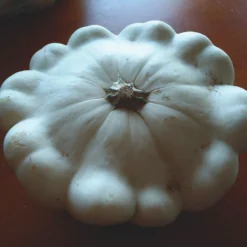 Roots Plants 3 Organic 'Custard White' Summer Squash Plants